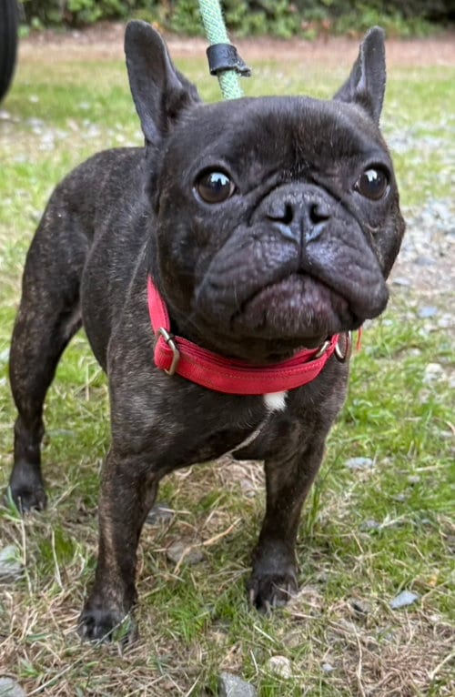 Photo of Chesley, adoptable French Bulldog in Olalla, Washington
