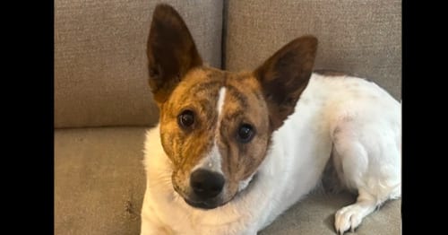 Photo of Sunny DD, adoptable Corgi in Columbia, Tennessee