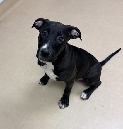 Photo of Turtle, adoptable Retriever, Labrador/Terrier, Pit Bull in Bakersfield, California