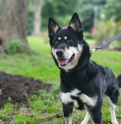 Photo of Raya, adoptable Australian Shepherd in Lancaster, Pennsylvania