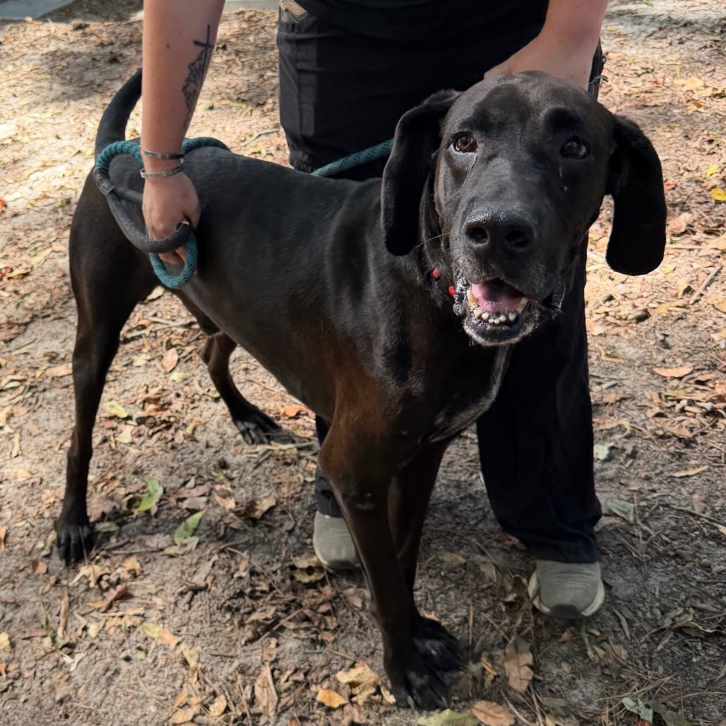 Photo of Midnight, adoptable Mixed Breed (Large) in Summerville, South Carolina