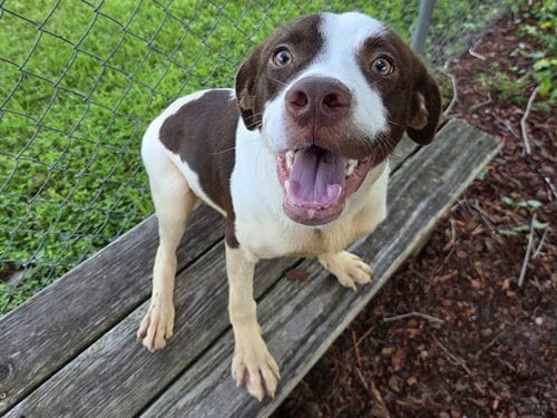 Photo of Rusty, adoptable Labrador Retriever in Panama City, Florida