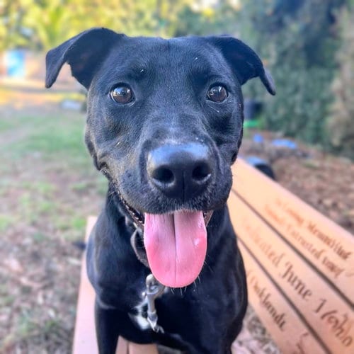 Photo of Dusty, adoptable Labrador Retriever in Oakland, California