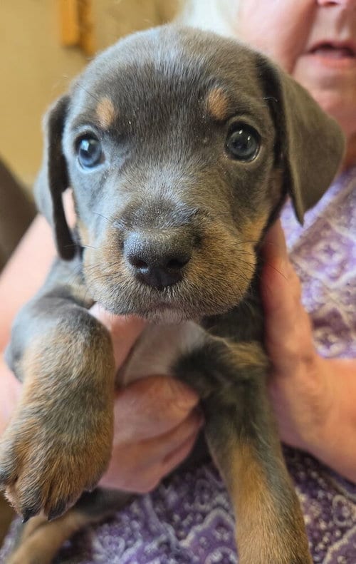Photo of Twix, adoptable Terrier in St. Augustine, Florida