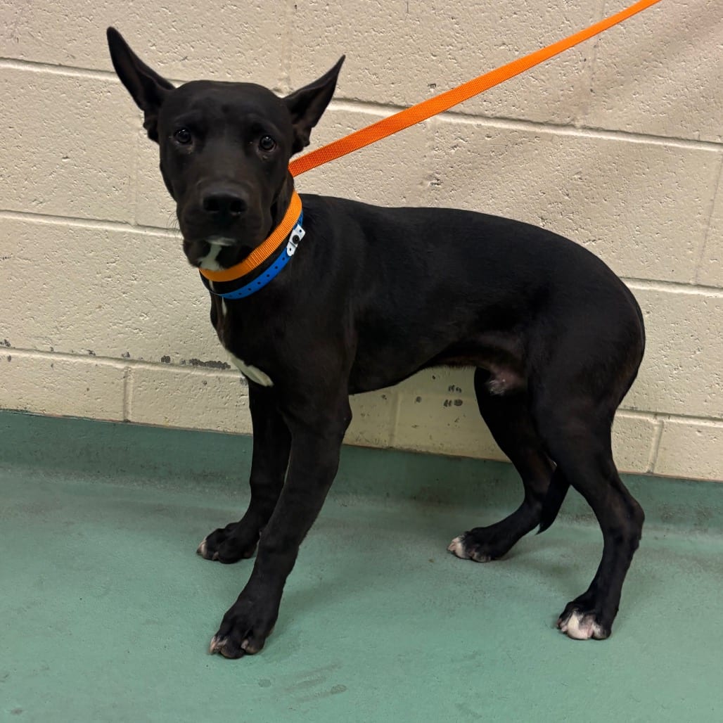 Photo of Marlo ham, adoptable dog