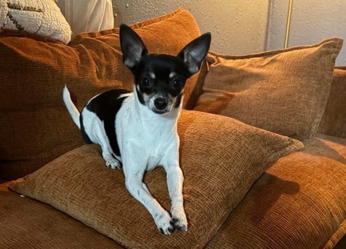 Photo of Sponsor Or, adoptable Chihuahua in Grafton, Wisconsin