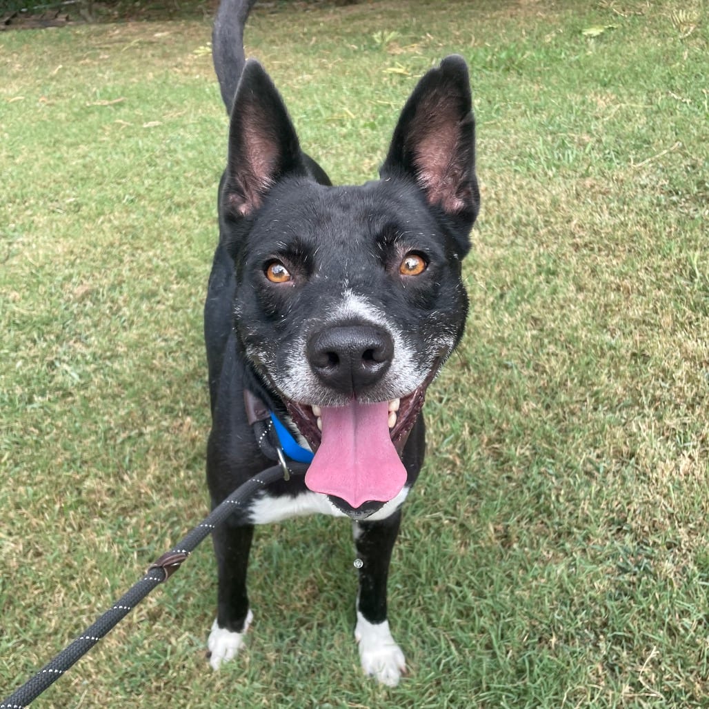 Photo of Toto, adoptable Mixed Breed (Medium) in Chattanooga, Tennessee