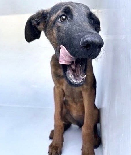 Photo of Dee Dee, adoptable Belgian Shepherd Malinois in Houston, Texas