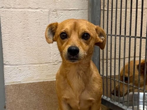 Photo of Cookie Monster, adoptable Chihuahua in Martinez, California