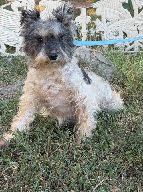 Photo of Cynthia, adoptable Schnauzer in HOPKINSVILLE/PRINCETON, KY, New Hampshire