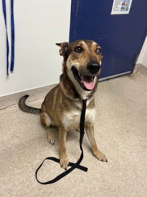 Photo of Hazel, adoptable German Shepherd Dog in Bakersfield, California