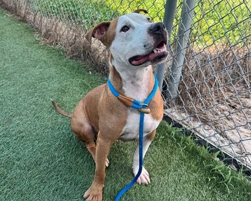 Photo of Rip, adoptable Pit Bull Terrier in Orlando, Florida