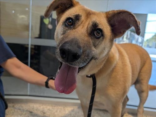 Photo of Hope, adoptable German Shepherd Dog in Los Angeles, California