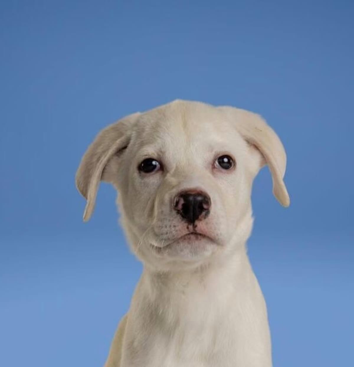 Photo of Alex, adoptable Labrador Retriever in Wolcott, Connecticut