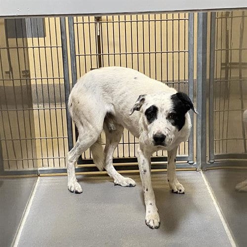 Photo of Spot, adoptable Pit Bull Terrier in Modesto, California