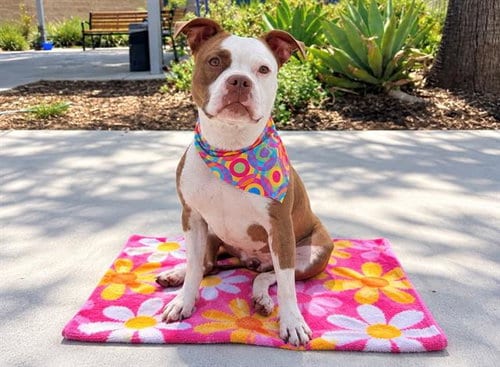 Photo of Phoebe, adoptable Pit Bull Terrier in Orange, California