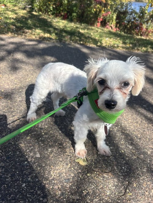 Photo of Dayton, adoptable Maltese in St. Louis Park, Minnesota