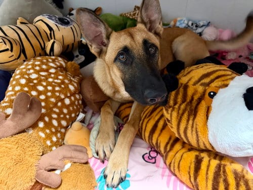 Photo of Mimi - Located in FL, adoptable Belgian Shepherd Malinois in Imlay City, Michigan