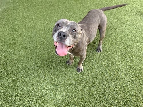 Photo of Togo, adoptable Pit Bull Terrier in Garland, Texas