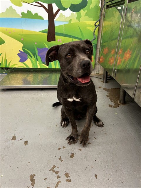 Photo of Marina, adoptable Pit Bull Terrier in Waco, Texas