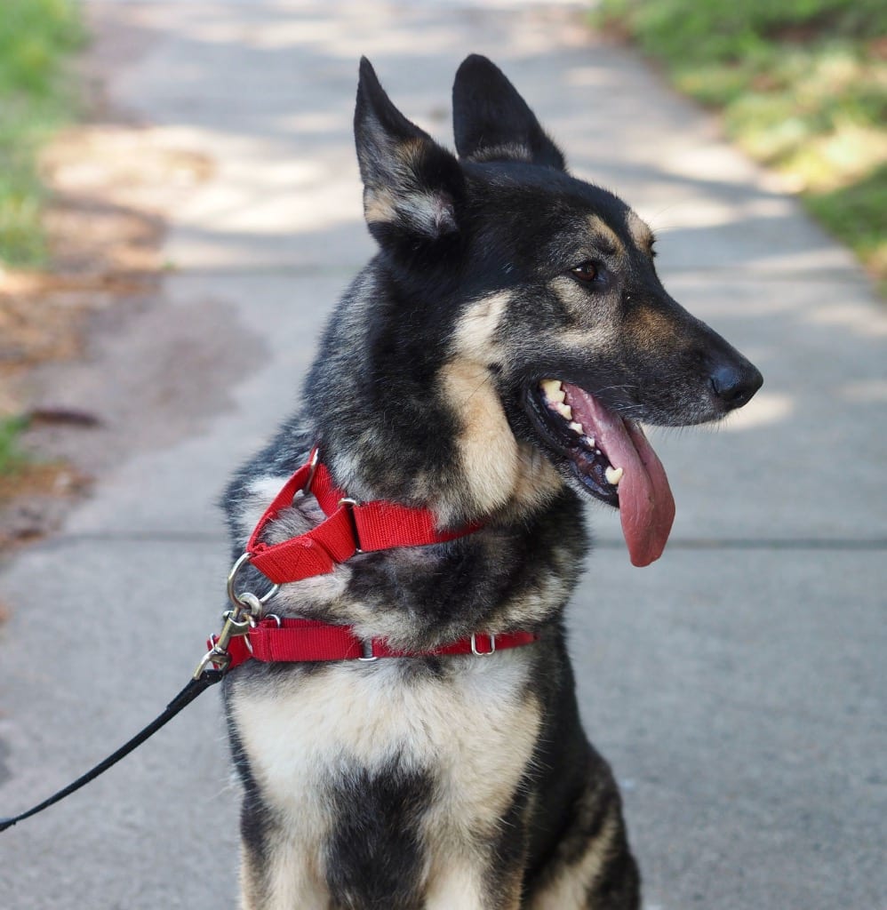 Photo of Diesel, adoptable German Shepherd Dog in Meriden, Connecticut