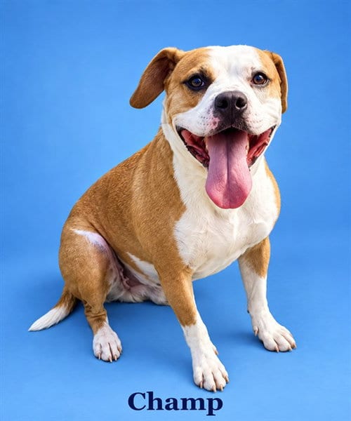 Photo of Champ, adoptable Pit Bull Terrier in Westminster, Maryland