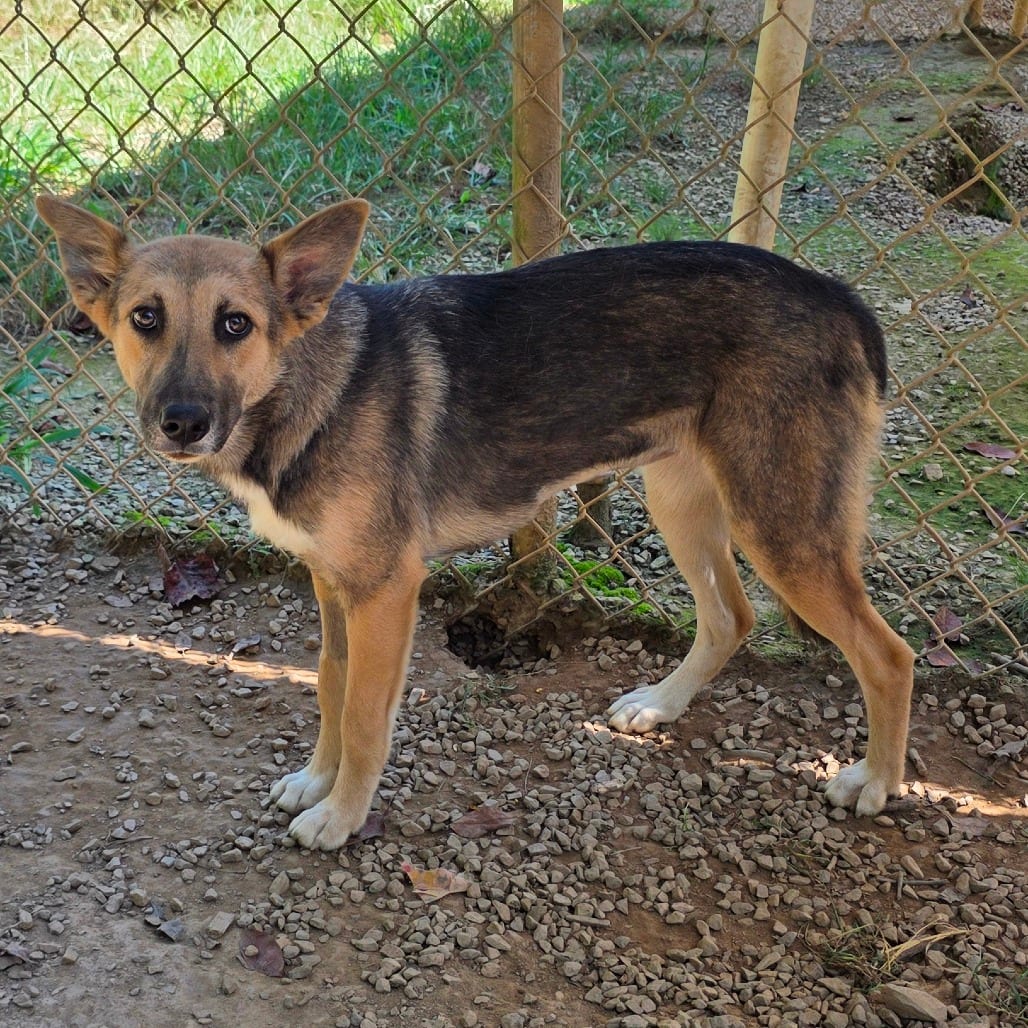 Photo of Francesca, adoptable Shepherd / Mix