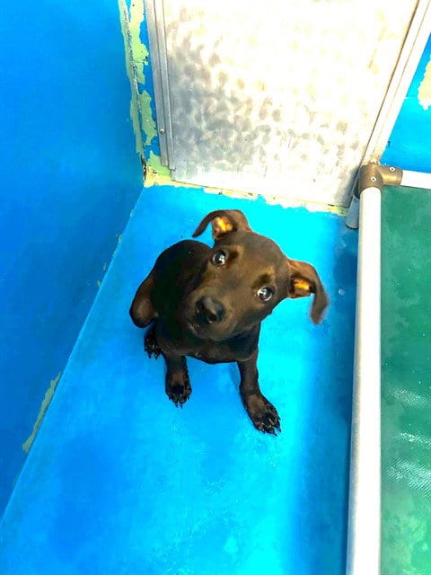 Photo of A170939, adoptable Labrador Retriever in Bakersfield, California