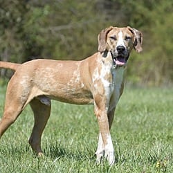 Photo of Bubba Green, adoptable Hound (Unknown Type) in Cleveland, Tennessee
