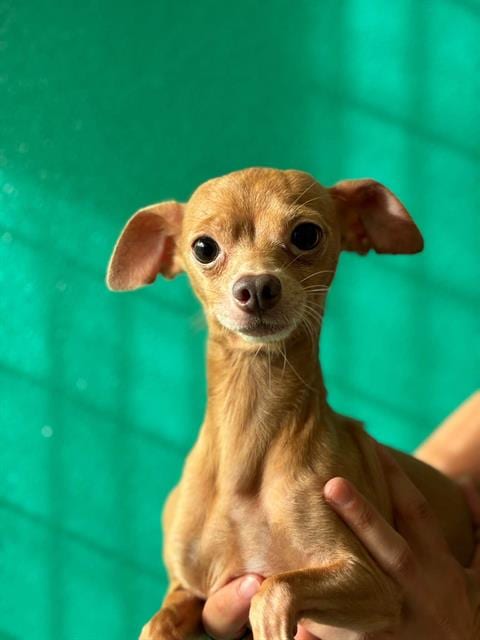Photo of Barrel, adoptable Chihuahua in Visalia, California