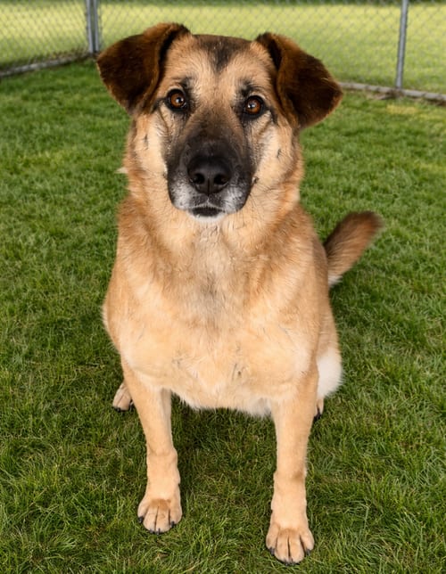 Photo of Emily, adoptable German Shepherd Dog in Sistersville, West Virginia