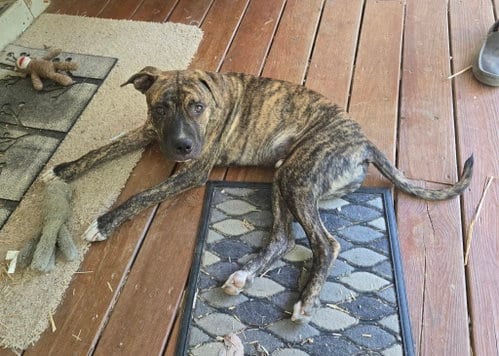 Photo of Ollie, adoptable Pit Bull Terrier in Harrison, Arkansas