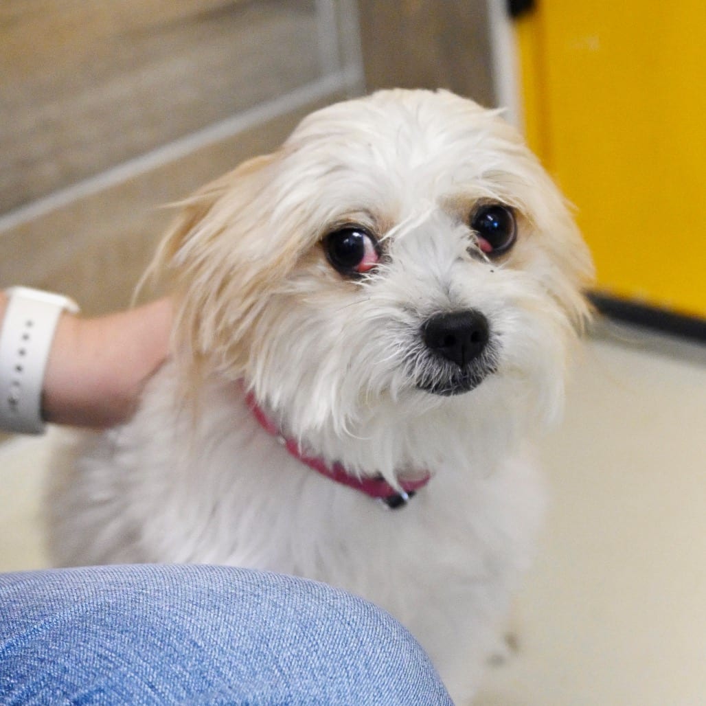 Photo of Eddie, adoptable Papillon / Terrier in Chapel Hill, North Carolina