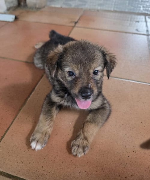 Photo of Pancho (Foster in MA), adoptable Unknown breed in Luquillo, Puerto Rico