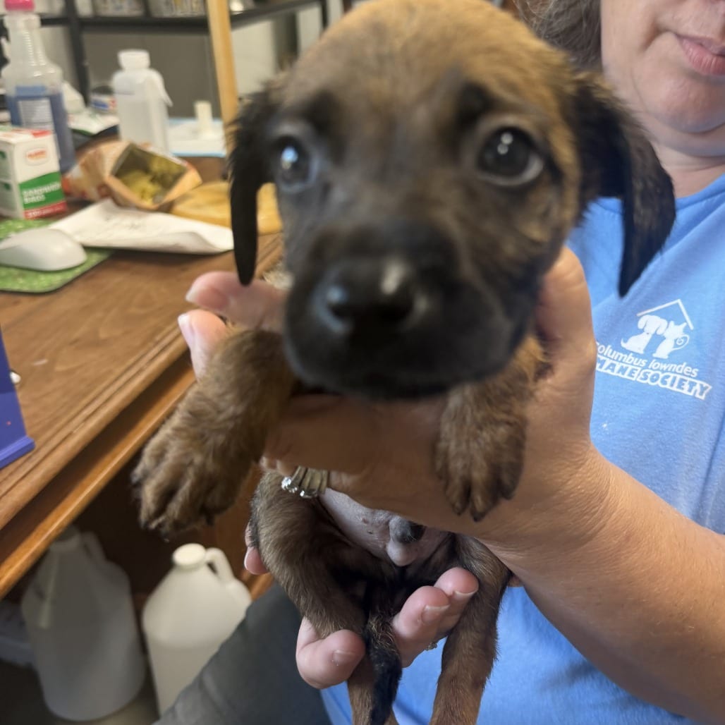 Photo of Rusty, adoptable Retriever, Labrador / Mixed Breed (Medium) in Staunton, Virginia