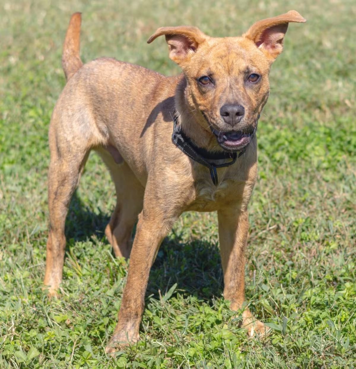 Photo of Anthony, adoptable American Pit Bull Terrier Mixed Breed (Medium) in Wilmington, Delaware
