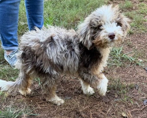 Photo of Banjo, adoptable Poodle (unknown type) in Mooresville, North Carolina