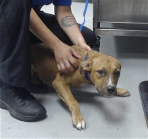 Photo of Rigsby, adoptable Pit Bull Terrier in Fayetteville, North Carolina