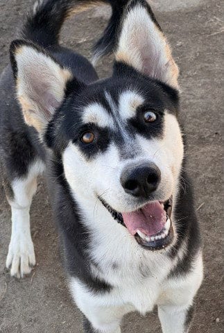 Photo of Mccartney, adoptable Husky in Bakersfield, California