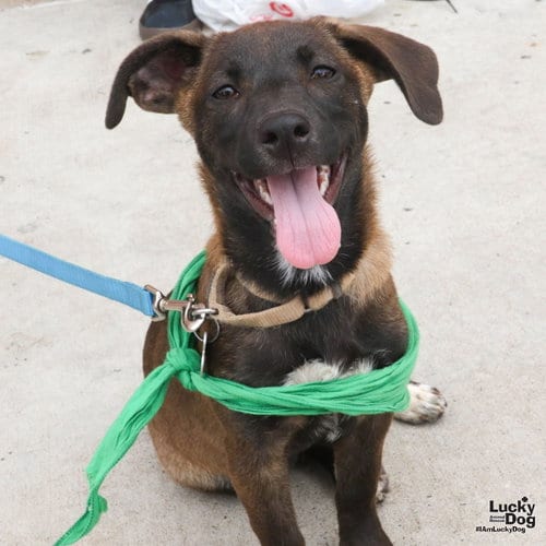 Photo of Miranda, adoptable Shepherd in Washington, District of Columbia