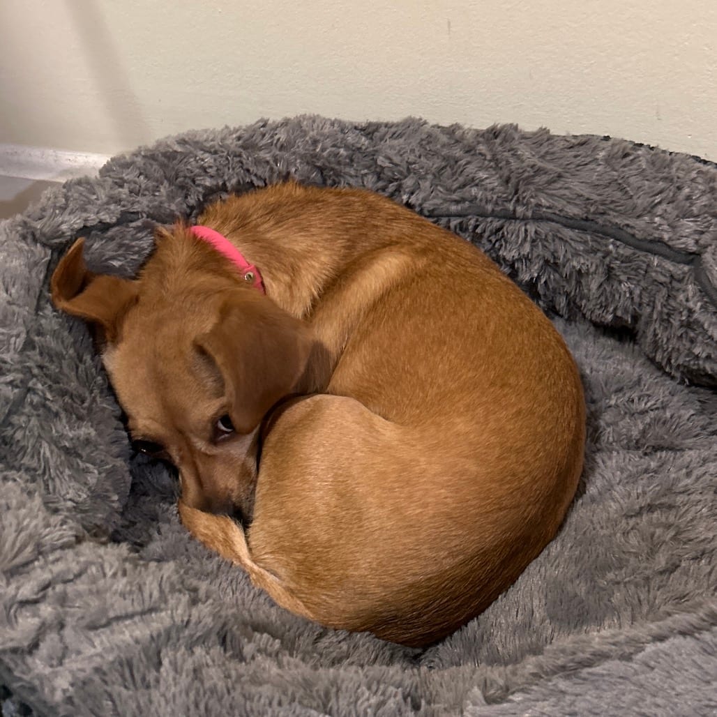Photo of Ruby, adoptable Chihuahua / Dachshund in Maryland, Maryland