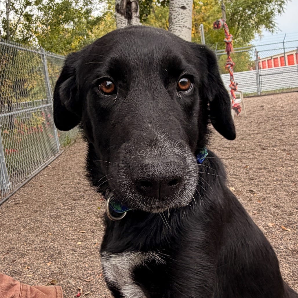 Photo of Crawly, adoptable Mixed Breed (Large) in St. Cloud, Minnesota