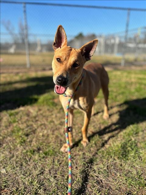 Photo of Joanie, adoptable German Shepherd Dog in Conroe, Texas
