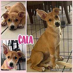 Photo of Cala, adoptable Basenji Cattle Dog in Ringwood, New Jersey