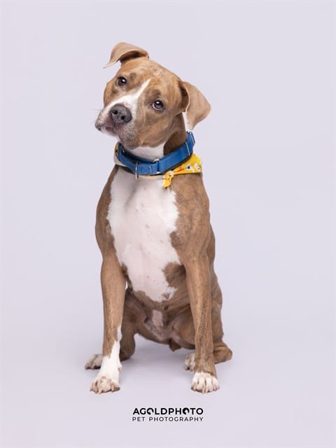Photo of Cleo, adoptable Terrier in Miami, Florida