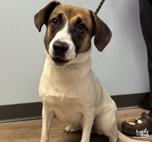 Photo of Hart, adoptable Shepherd in Washington, District of Columbia