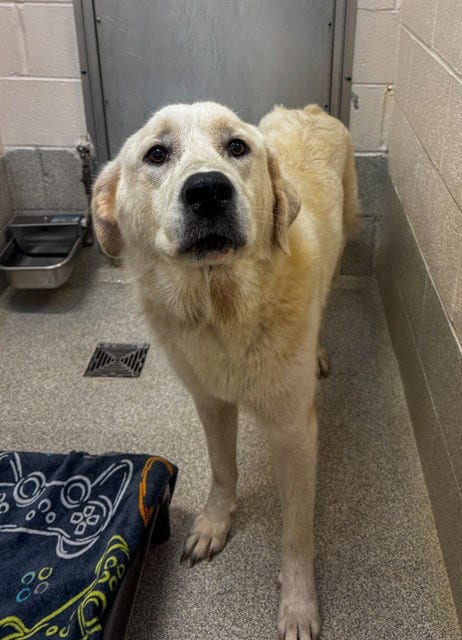 Photo of Meadow, adoptable Great Pyrenees in Statesville, North Carolina