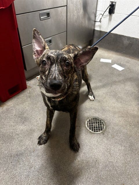 Photo of Baby Bop, adoptable Plott Hound in Forestville, Maryland