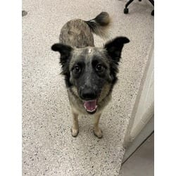 Photo of Oakley, adoptable Husky Australian Cattle Dog in Brighton, Colorado