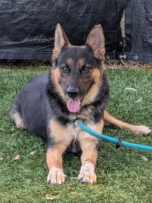 Photo of Lola, adoptable dog in Baltimore, Maryland